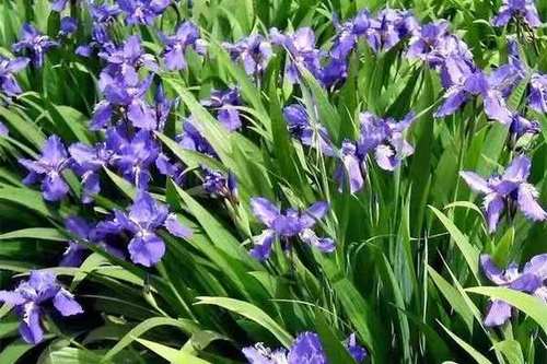 25/棵 德国蓝色鸢尾蝴蝶兰庭院阳台绿化宿根水生多年生植物鸢尾花苗