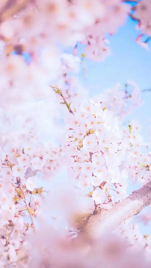 唯美森系小清新手机壁纸聊天背景超清壁纸