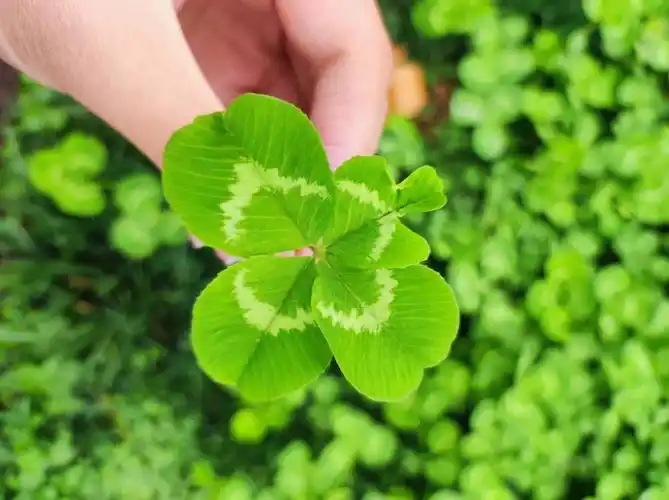 找到了四叶草