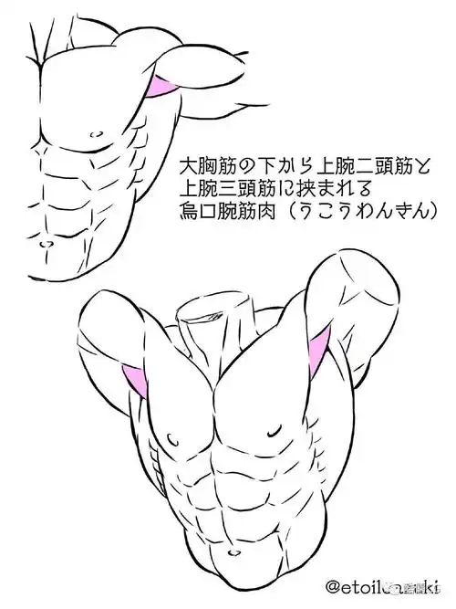 绘画参考丨来自画师かまた的人体肌肉绘制参考