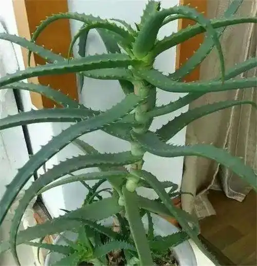 木立芦荟怎么美容 木立芦荟美容护肤的方法小技巧都在这里哦