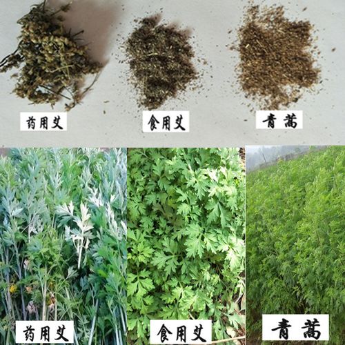 包邮 艾草种籽 药用四季种野生艾蒿食用艾叶五月斩艾种植防虫青蒿种子