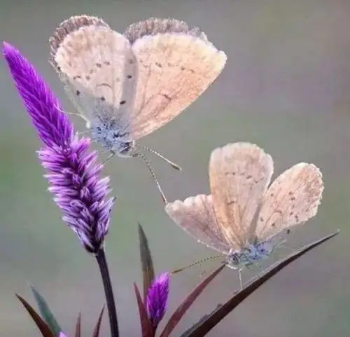 《两只蝴蝶》～咱们唱着一起飞