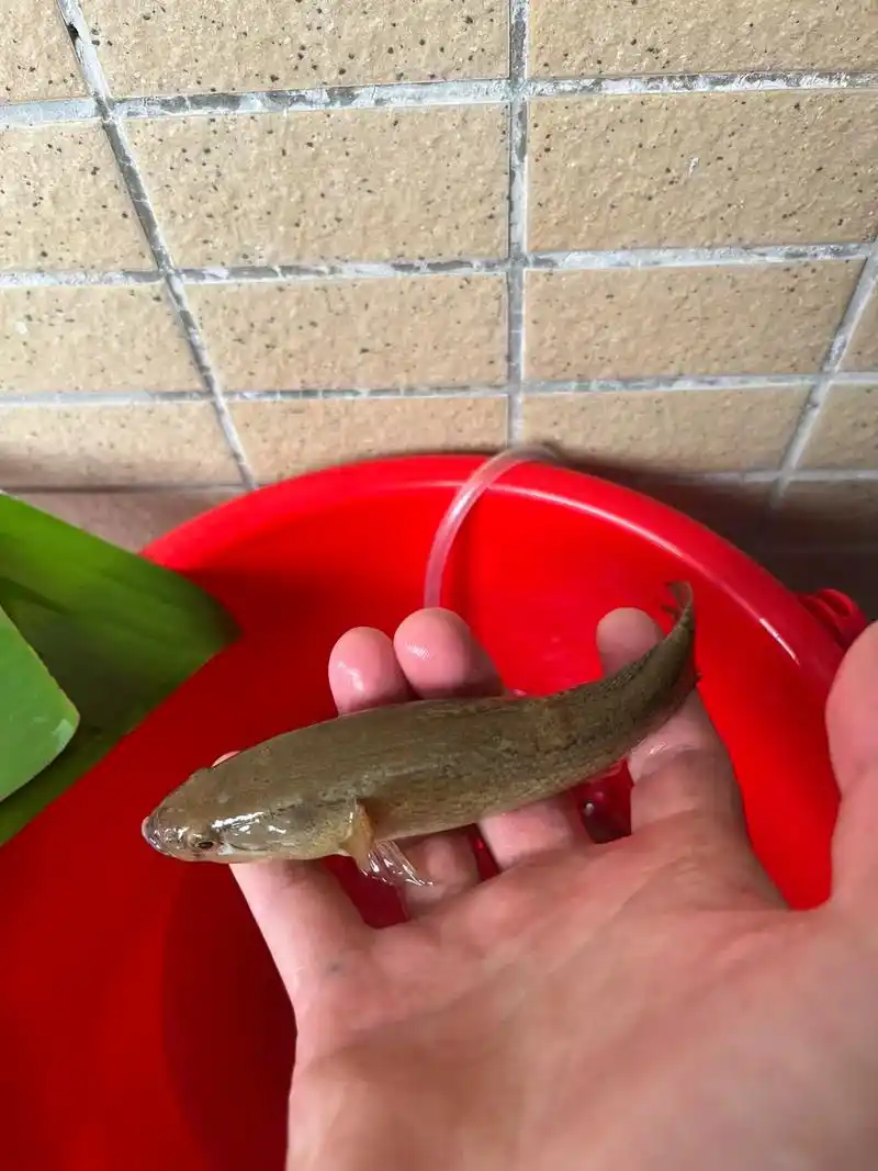 尖头塘鳢 水中平头哥.#野采原生鱼 - 抖音