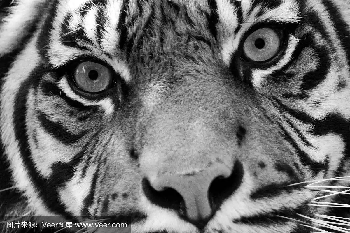 黑白相间的苏门答腊虎特写