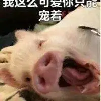 抖音整人猪猪表情包【点击鼠标右键下载】