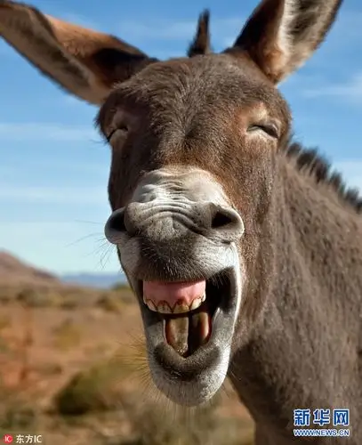 动物开怀大笑照片大搜罗没心没肺快乐很简单组图