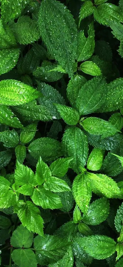 最新超清护眼手机壁纸(100张绿色护眼手机壁纸)(76)