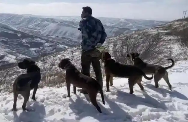 宁夏一地召集"赏金猎人",每抓住一只补偿2400元!