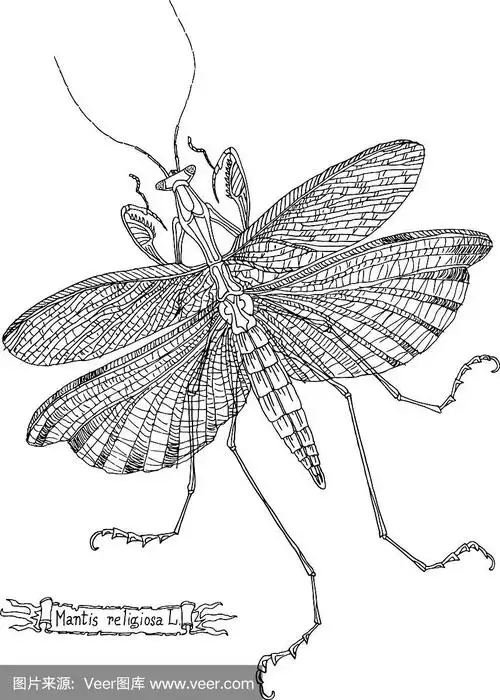 画螳螂