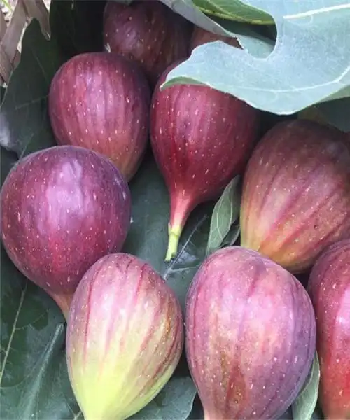 无花果树,无花果苗,无花果树苗,优质无花果树树苗新品种