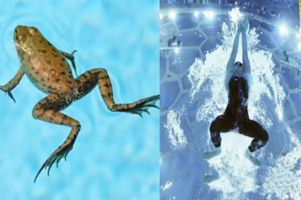 蛙泳游不快是怎么回事蛙泳姿势是怎样的