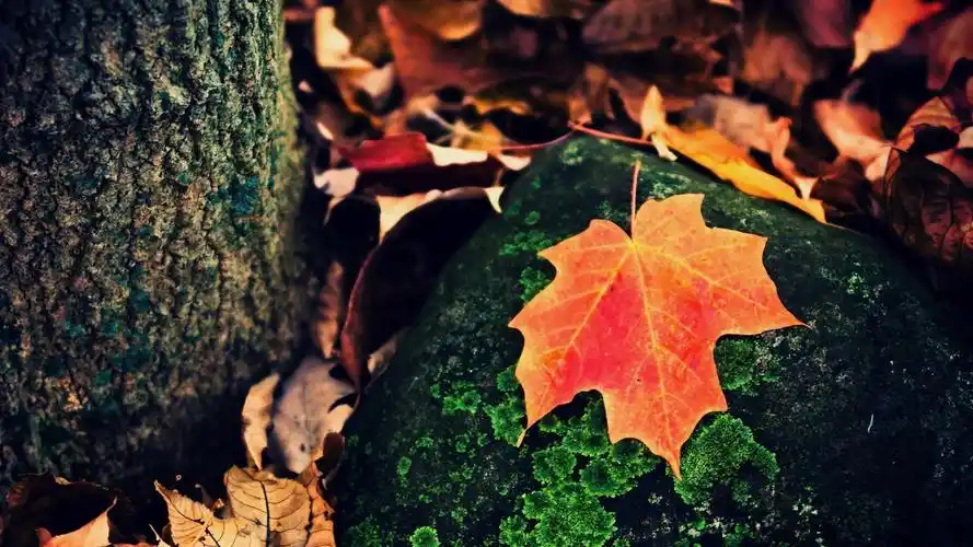 自然壁纸,秋天,落叶,唯美,自然,秋意,电脑壁纸,壁纸秋意浓浓美景