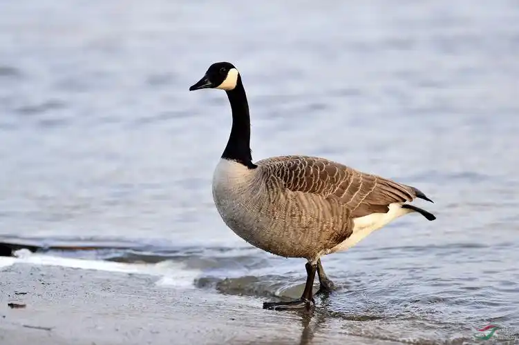 加拿大黑雁