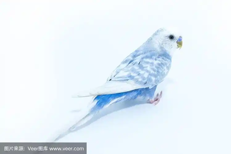 白蓝色波浪鹦鹉孤立在白色背景