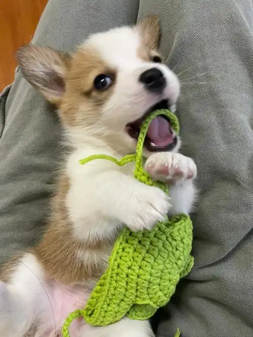 1个多月的小柯基小小的好可爱