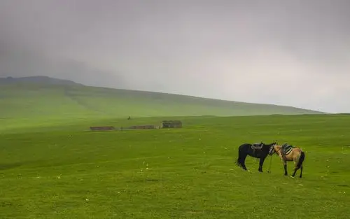 绿色大草原风景图片桌面壁纸,风景壁纸,绿色,唯美,护眼,高清,草原