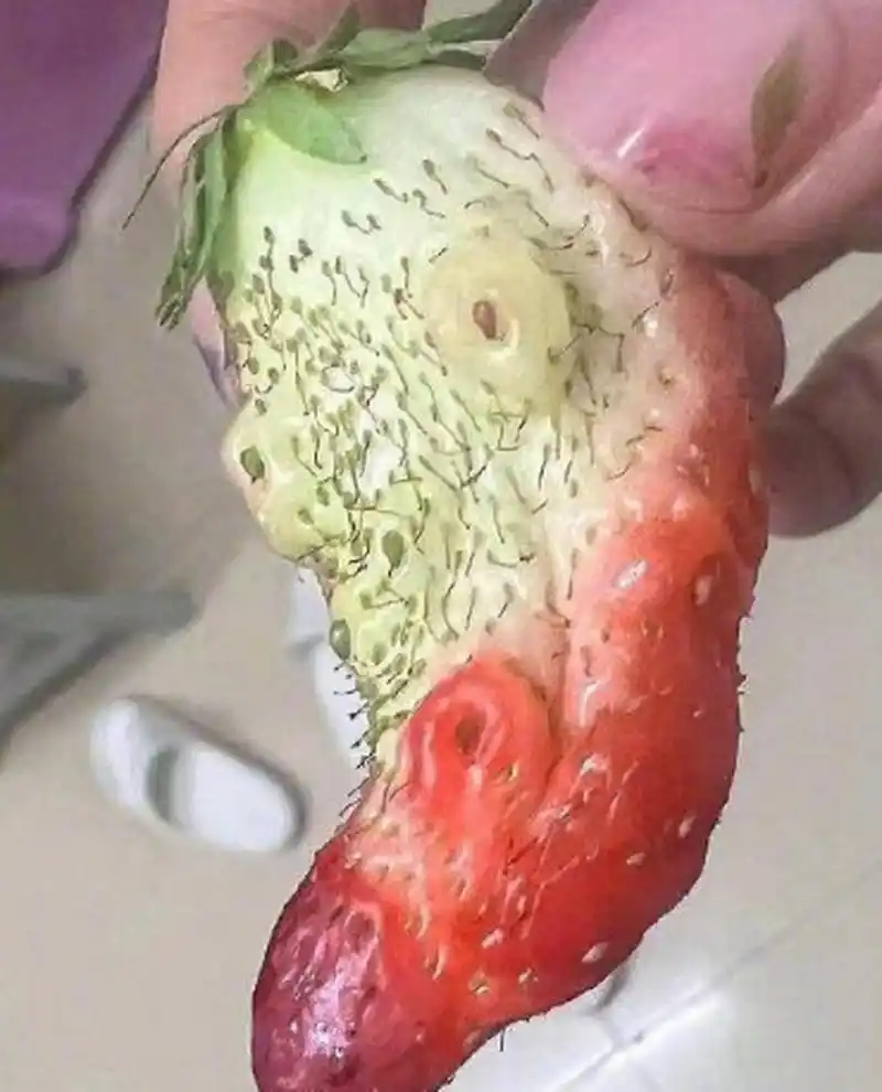 买的草莓里居然有一个怪异的草莓#水果# #奇葩水果