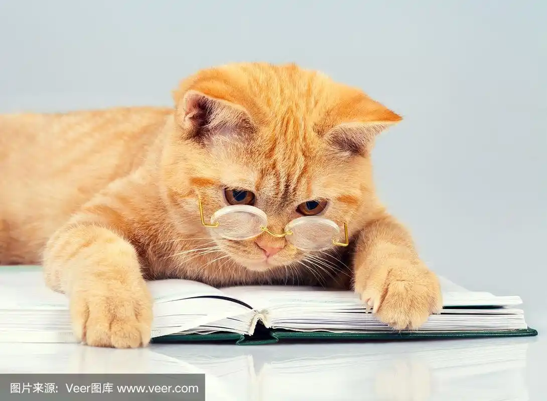 可爱的商务猫戴眼镜阅读笔记本(书)