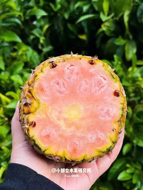 哥斯达黎加粉色菠萝即将开启