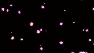 ◣最美那时樱花雨◥