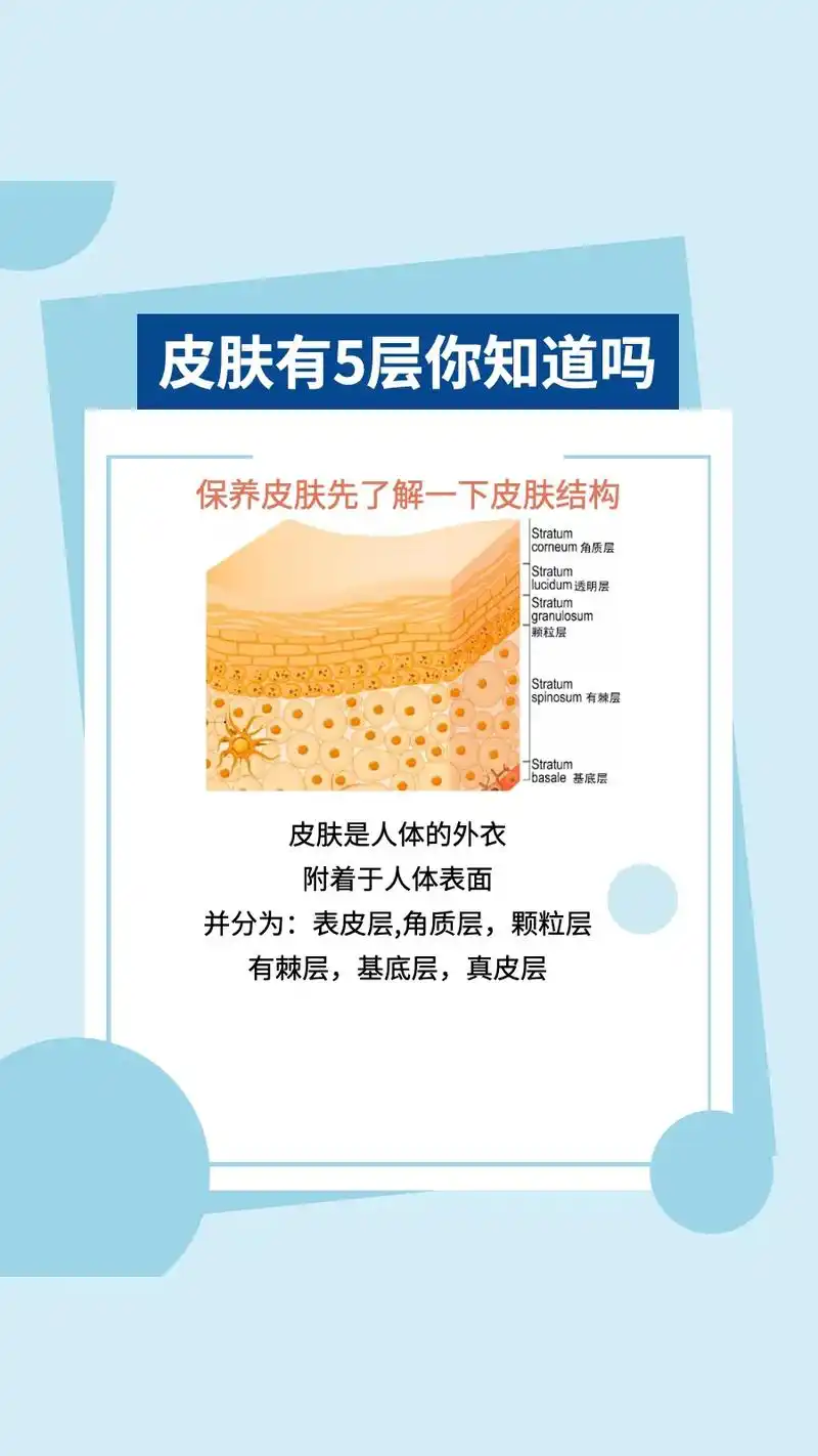 皮肤分5层,先了解皮肤的结构和作用,才知道皮肤的屏障是在哪层 - 抖音