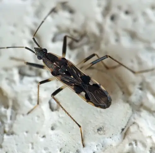 展开全部 短翅讯足长蝽