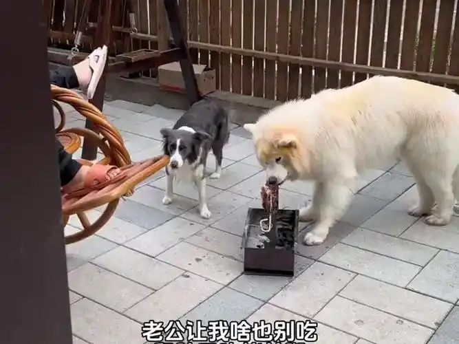 我说我烤他不干,说我不会,我烤那玩意狗都不乐意吃,这回妥了