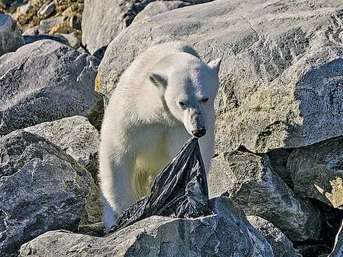 饿极北极熊吃垃圾袋