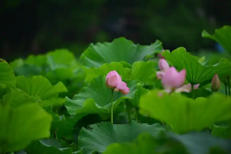 【荷花】夏天的雨水.洒落在荷花荷叶上.