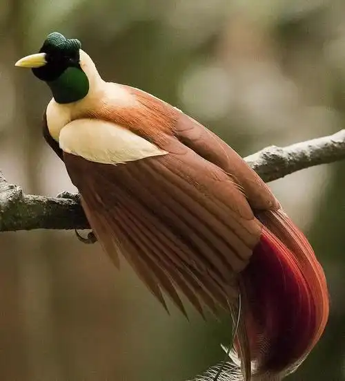 世界上最漂亮的鸟是什么鸟,最漂亮最简单的鸟