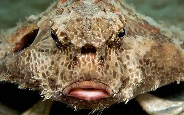 转世界上最丑的鱼丑到没朋友胆小慎入