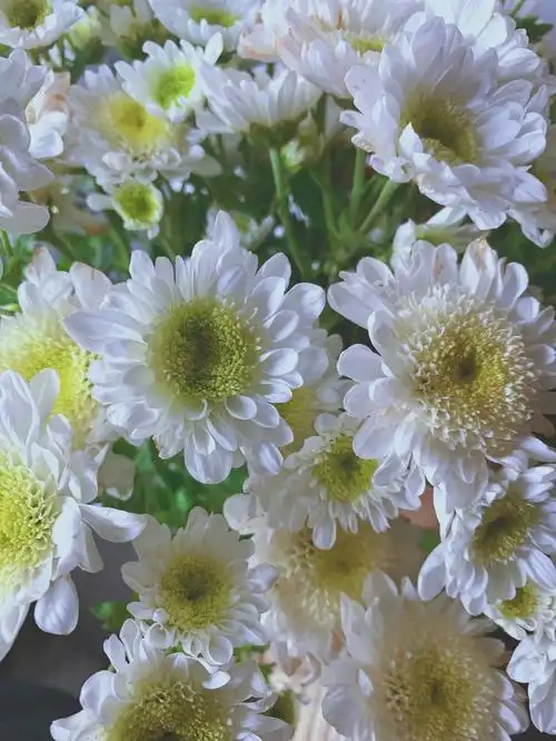 白色雏菊07我愿称之为最纯洁的花0869