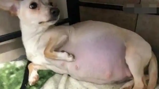 狗狗怀孕肚大如球,主人忧心忡忡吃不下饭,生产时笑得合不拢嘴!