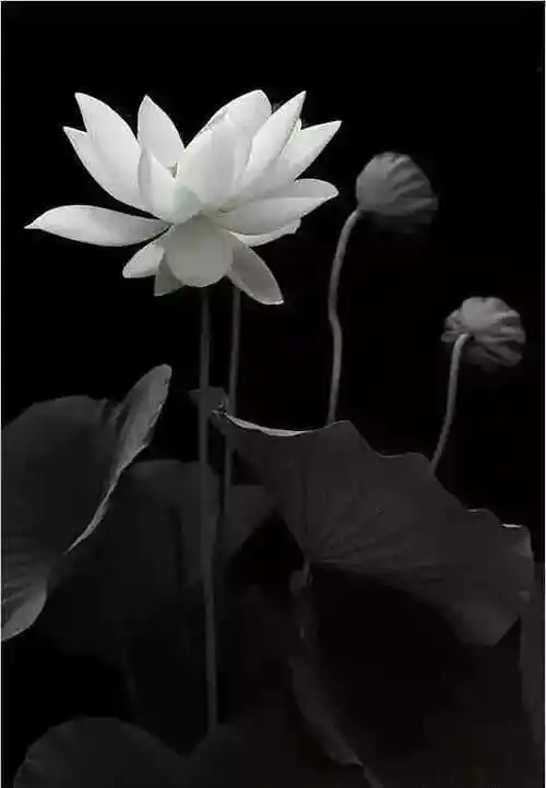 荷花应该这样拍才有意境!