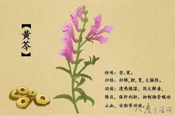 黄芩的功效与作用点(黄芩的功效与作用点用)