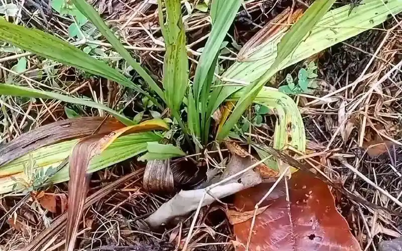 独1脚丝茅#野生药材#你的家乡有这种植物吗#自然植物