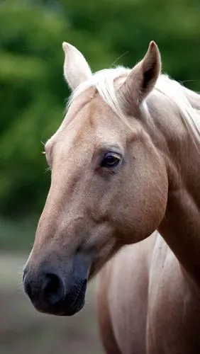 棕色马,面部,头部