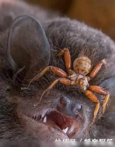 5张让你头皮发麻的照片,吓坏人不偿命,最后一张完全顶不住