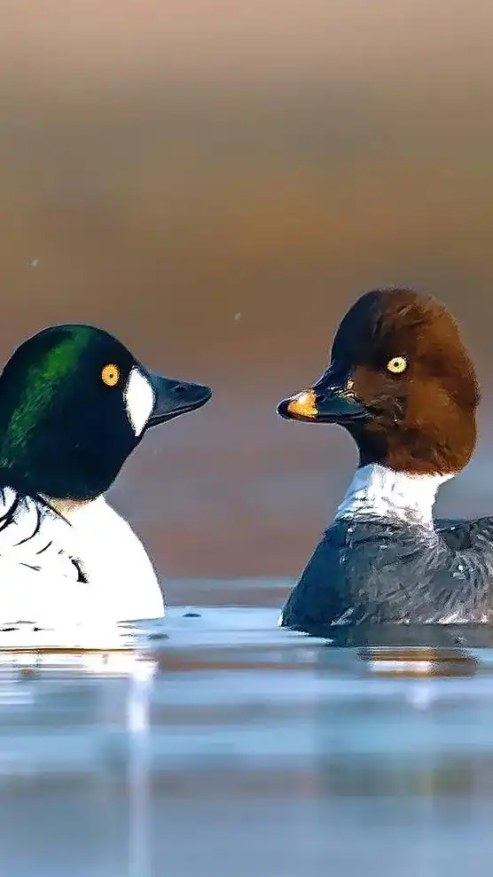 长白山野生鸟类之34～鹊鸭 摄影:马立明 孙晓明 郑洪梅   - 抖音