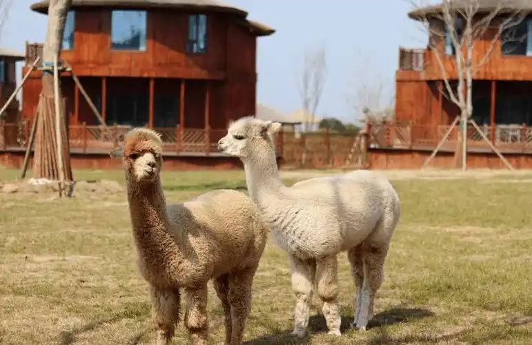 【徐州九顶山野生动物园森鹿酒店】￥1088起抢单层独栋住宿1间夜 双早