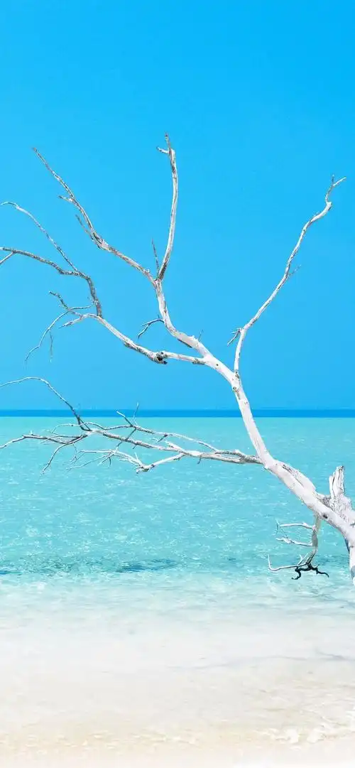 蓝色的海和海边的白色枯枝风景手机壁纸