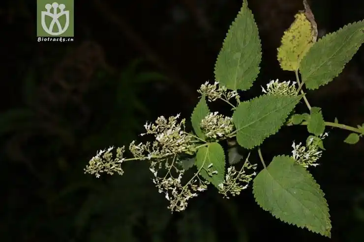 线纹香茶菜 (15).jpg 相邻时间拍摄的照片      张