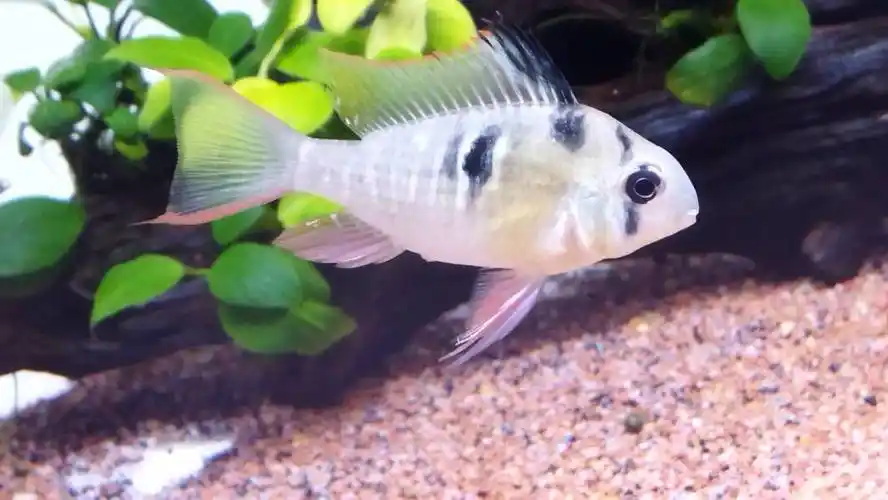 玻利维亚凤凰公母怎么看 - 黑龙江鱼友俱乐部 - cta南美水族