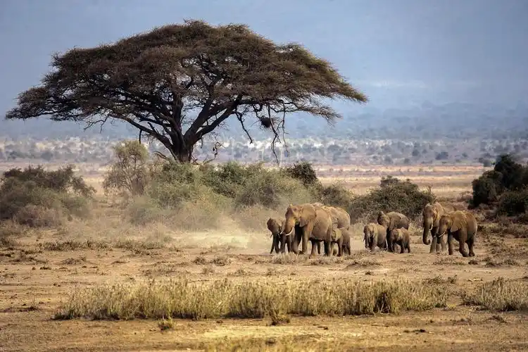 《东非大草原》