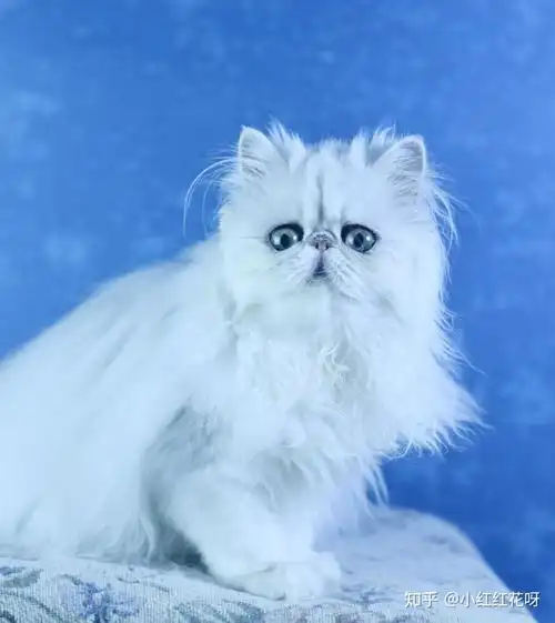 波斯猫有什么特点