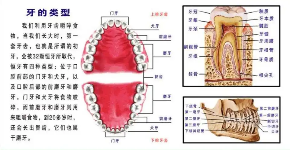 牙齿防护小知识