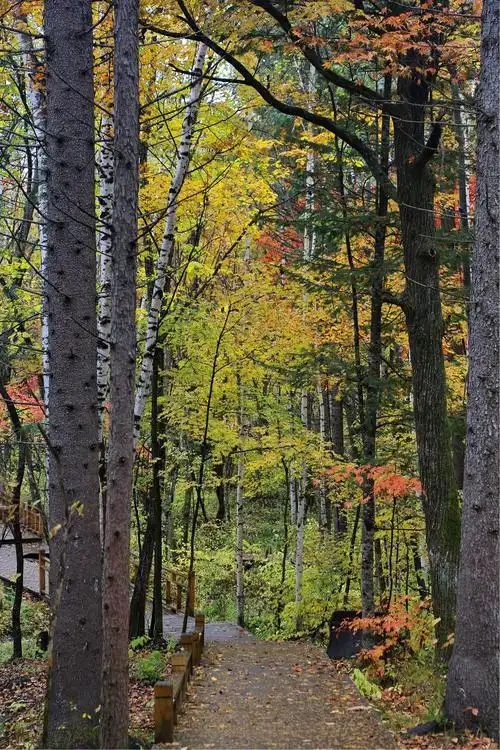 行摄大东北—-长白山:中国最美的十大森林之一