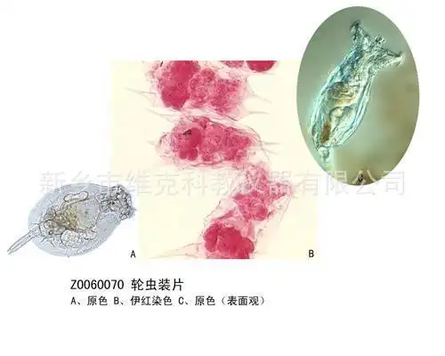 马蛔虫卵装片 生物切片标本 线虫 动物门 显微镜玻片 教学标本