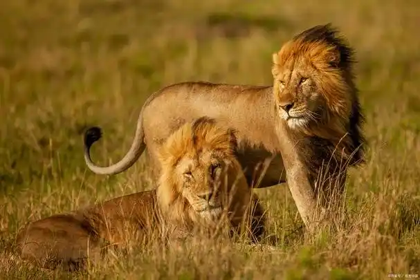 每天介绍一种动物|奔跑的美丽:了解非洲狮